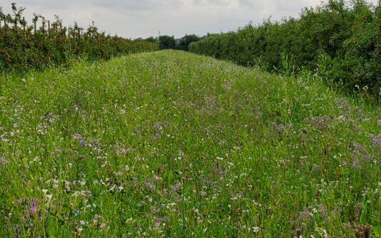 Obstanbau mit den naturgegebenen Kräften Obstanbau mit den naturgegebenen Kräften - Copyright: Brix Bargstedt